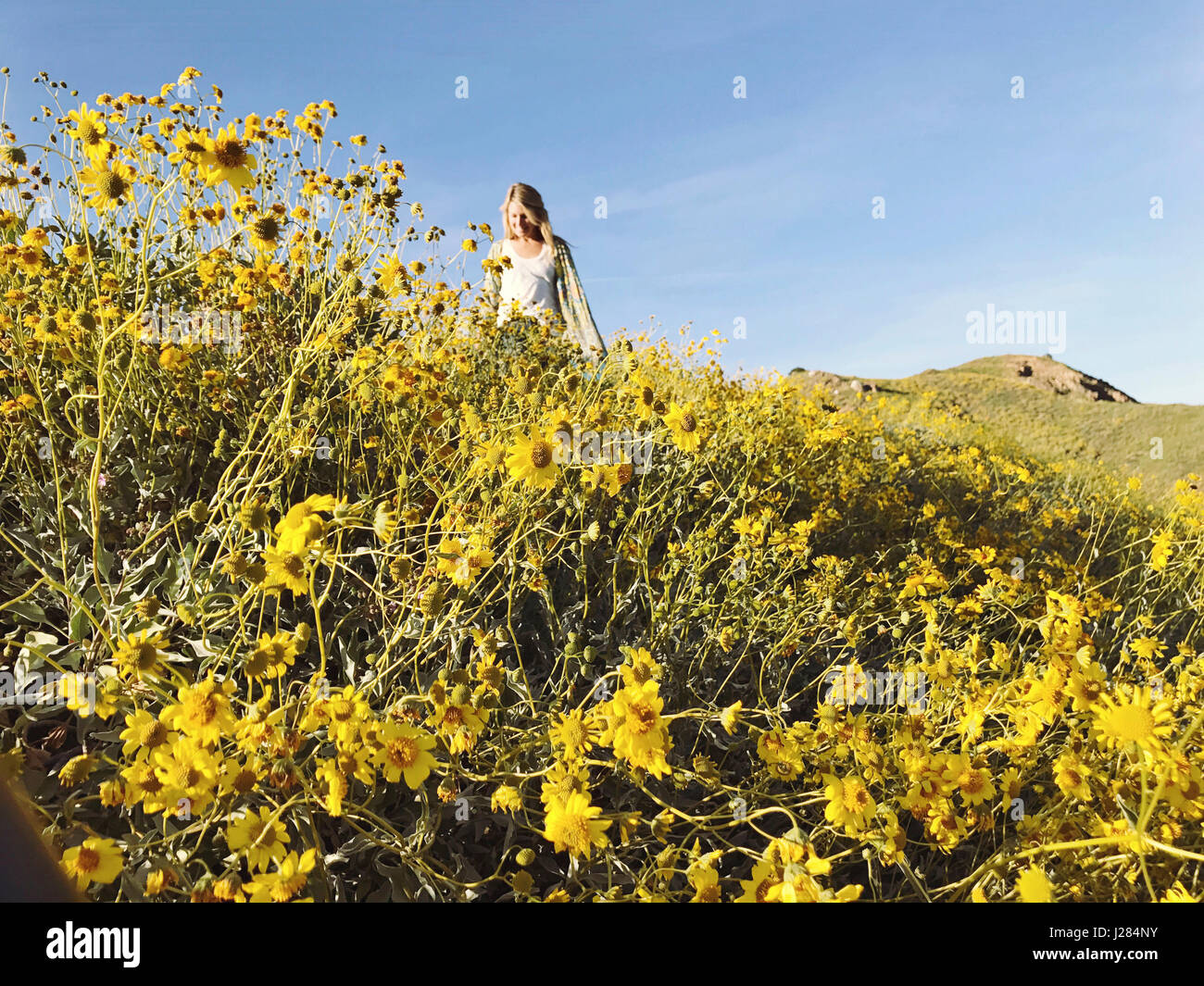 Donna che cammina sul campo di fioritura durante la giornata di sole Foto Stock