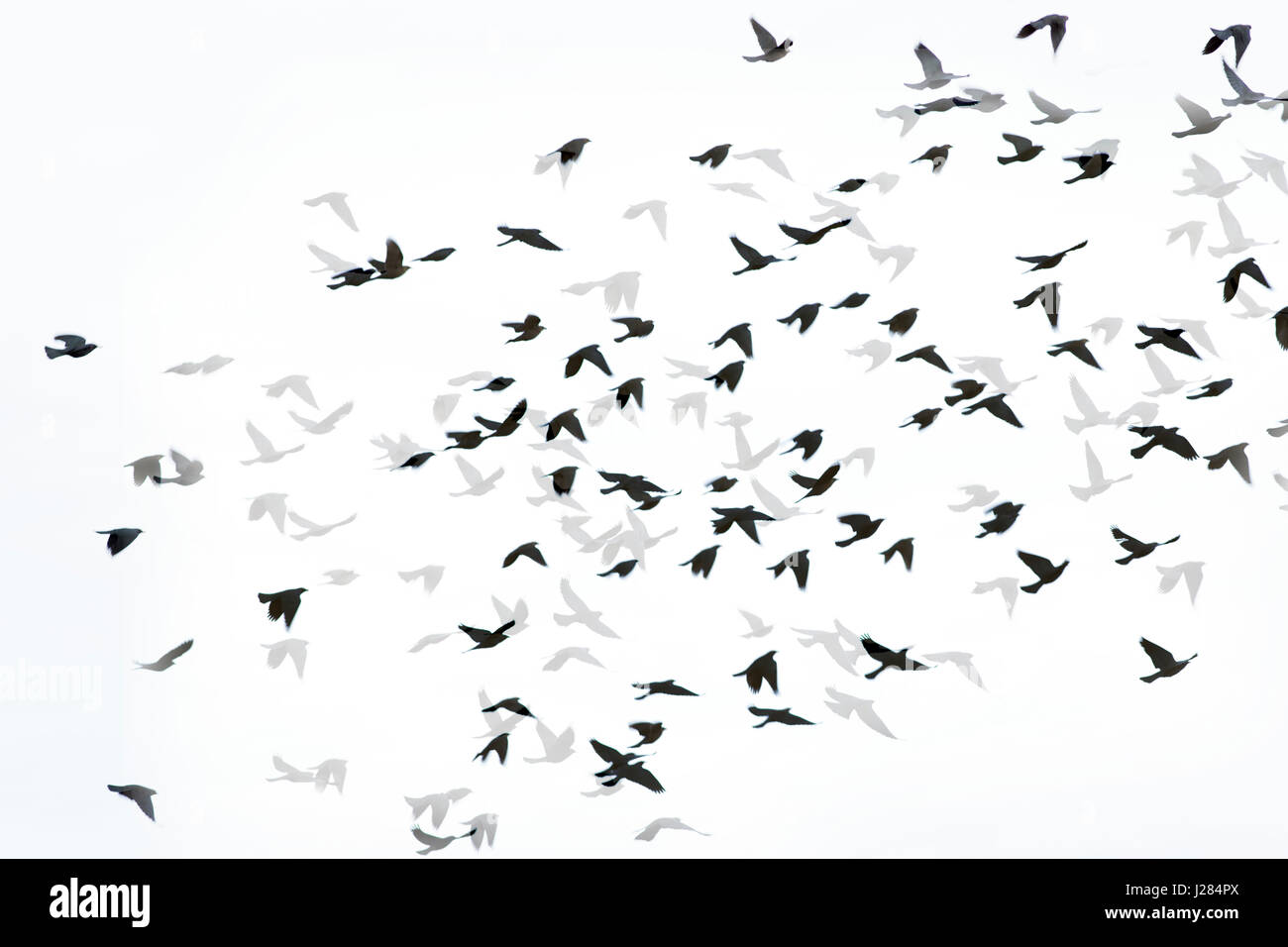 Digital immagine composita di silhouette gli uccelli in volo con le ombre su sfondo bianco Foto Stock