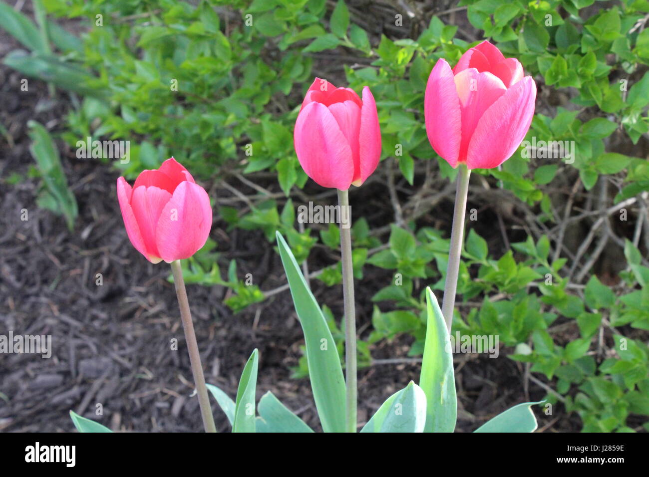 Tre tulipani rosa Foto Stock