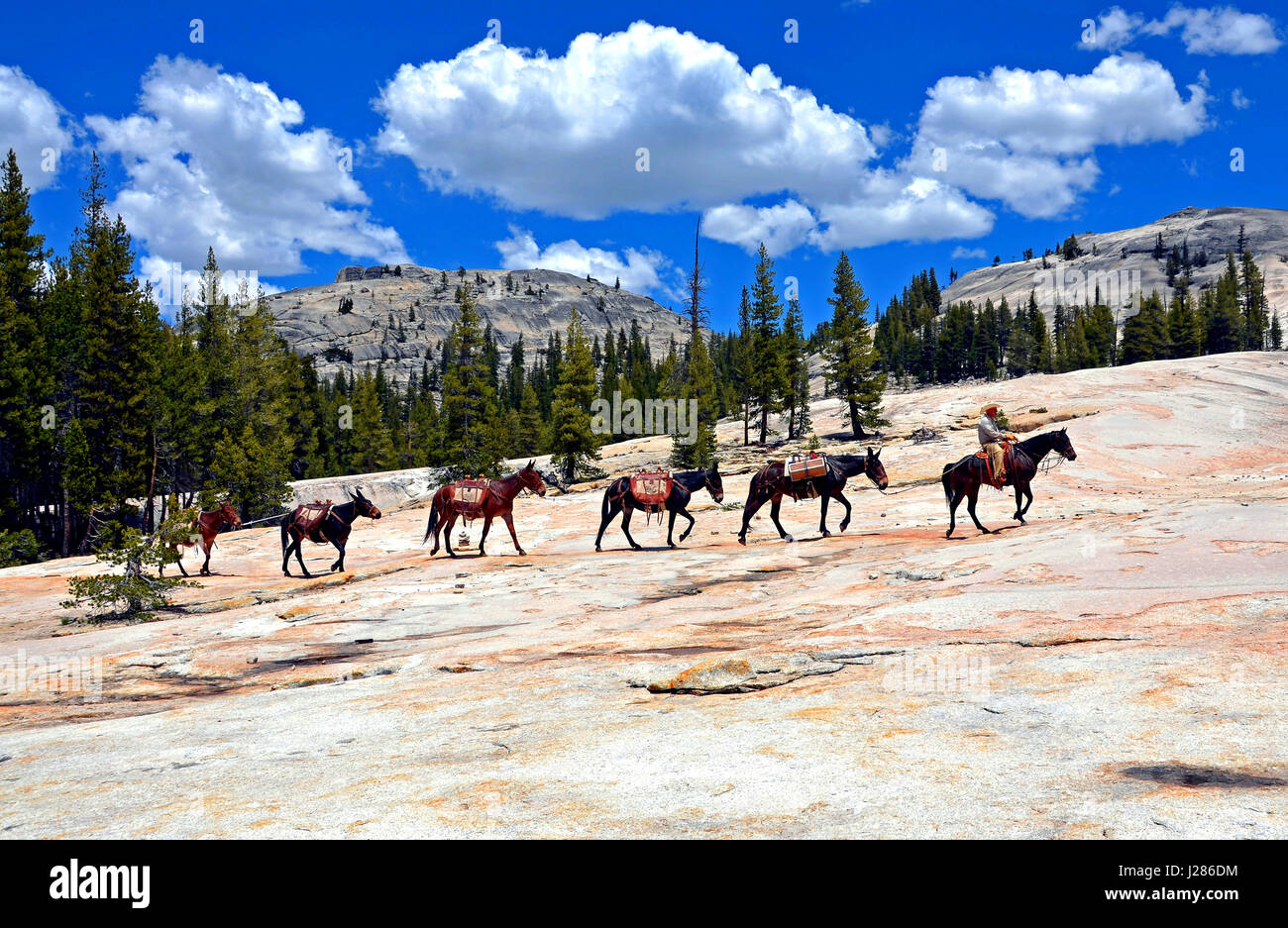 Wranger a cavallo conduce un pacco il treno dei muli attraverso il granito lungo il Glen Aulin Trail nel Parco Nazionale di Yosemite. Foto Stock