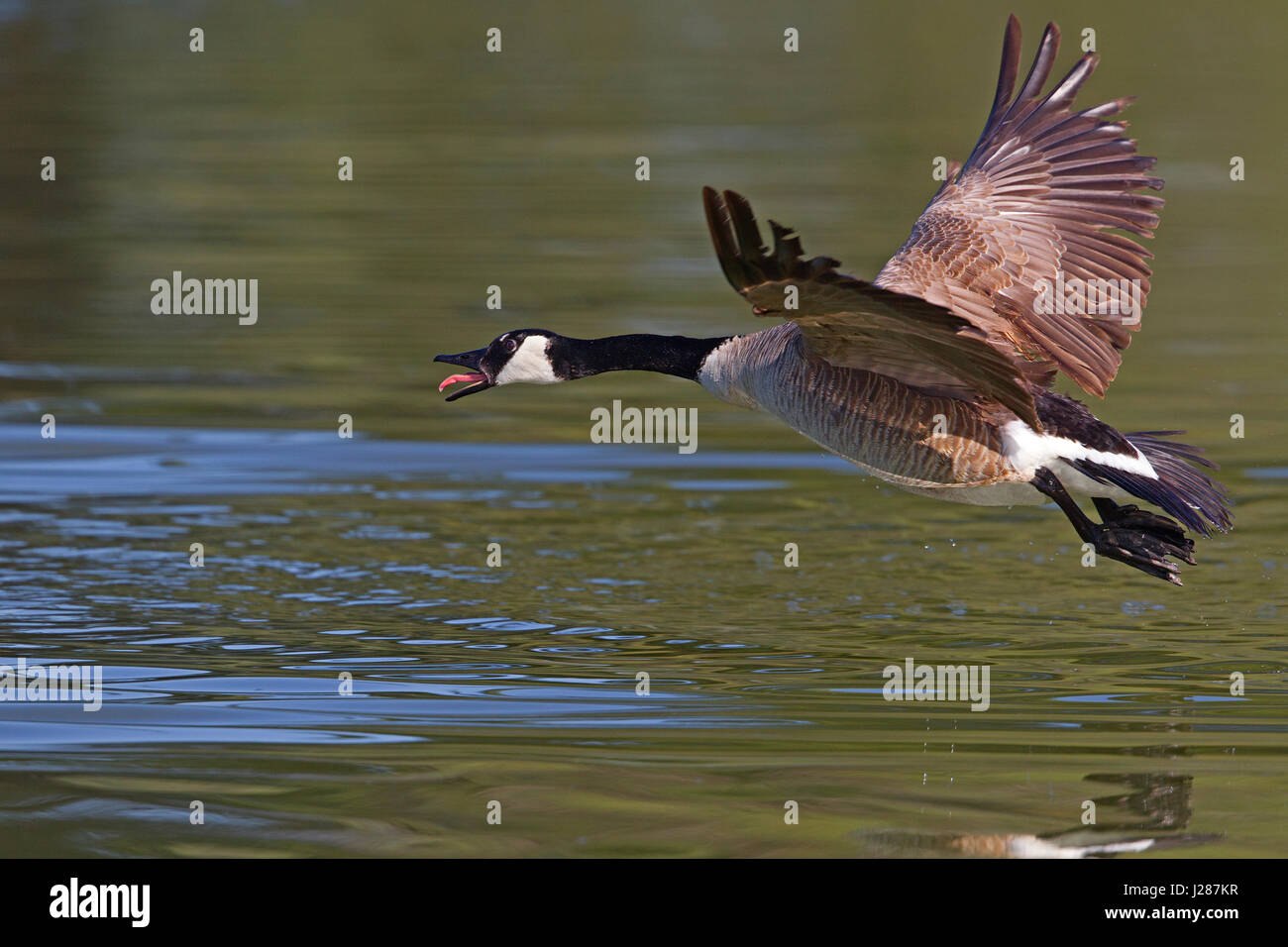 Canada Goose in volo Foto Stock