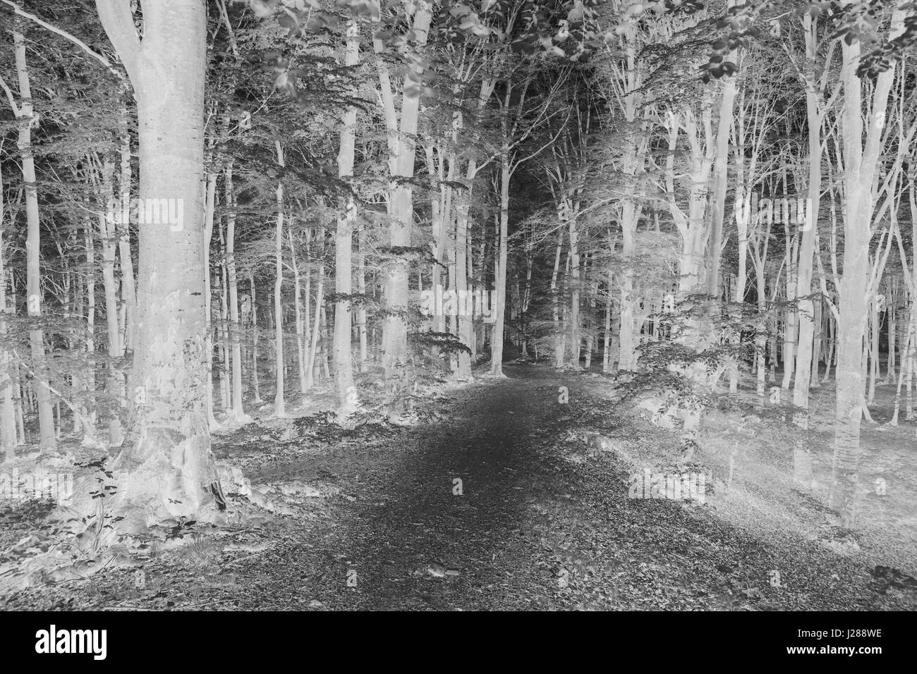 Fiaba sognante foresta di nebbia Foto Stock