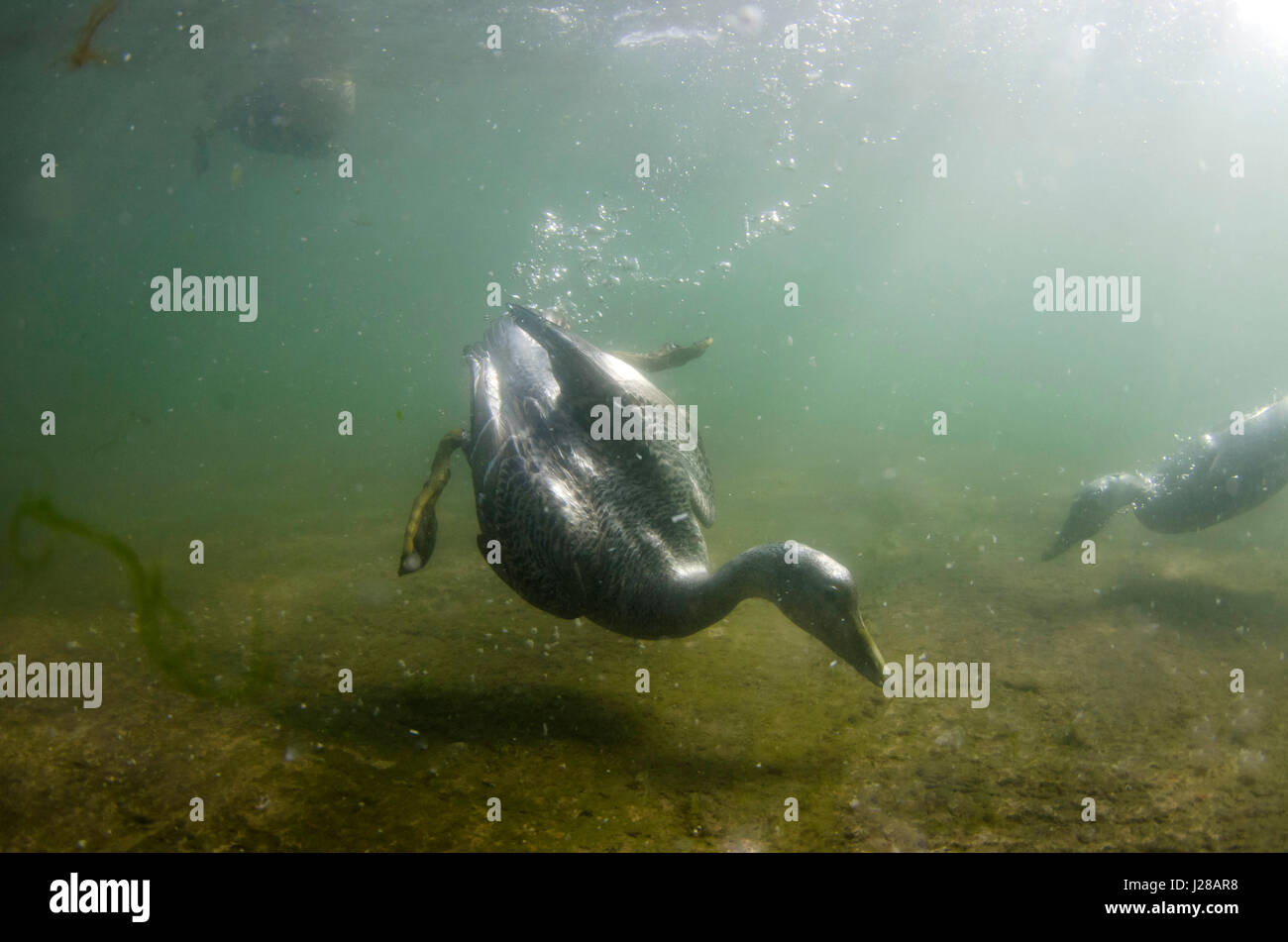 Eider femmina underwater Foto Stock