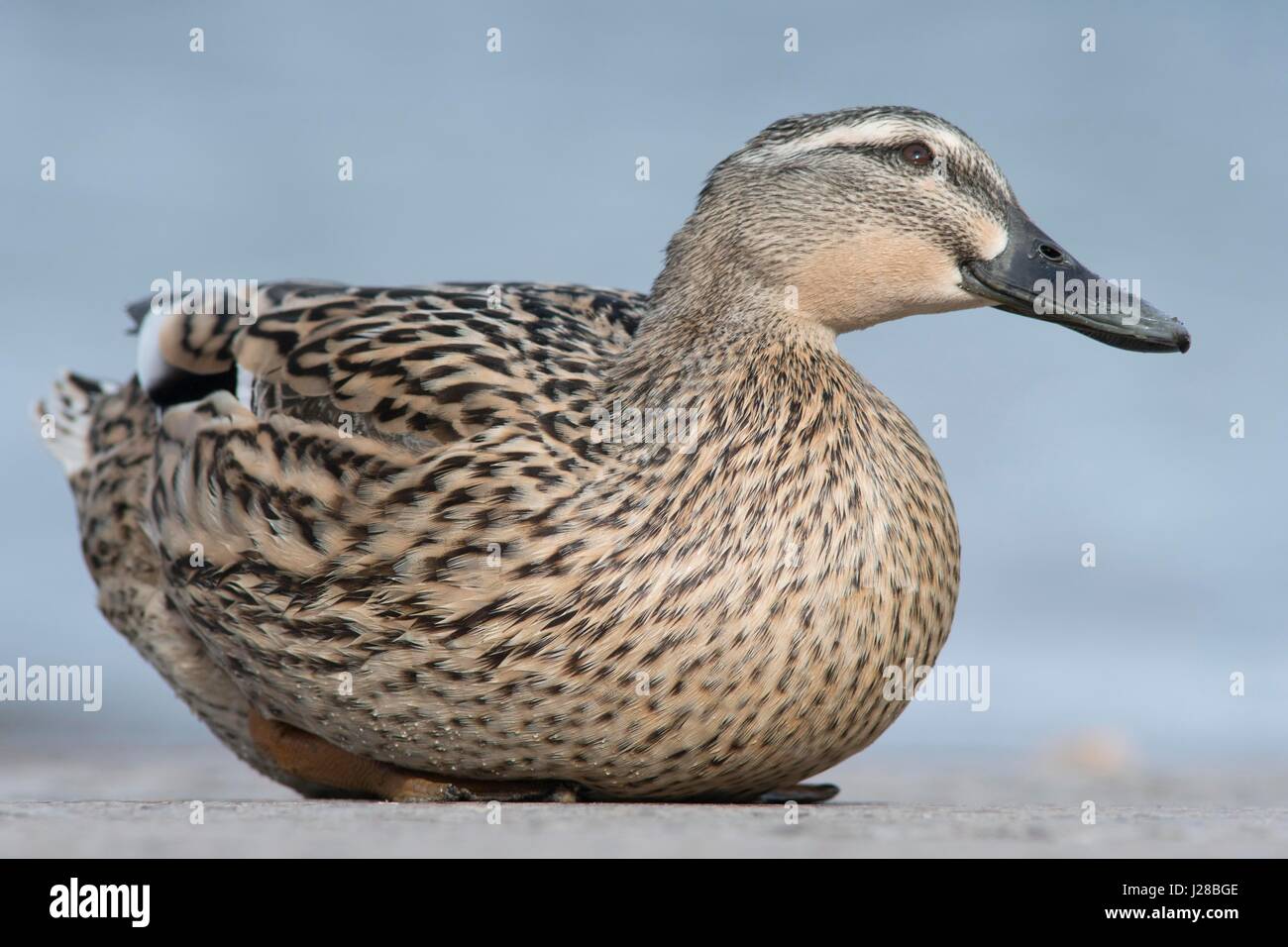 Germano reale femmina Foto Stock