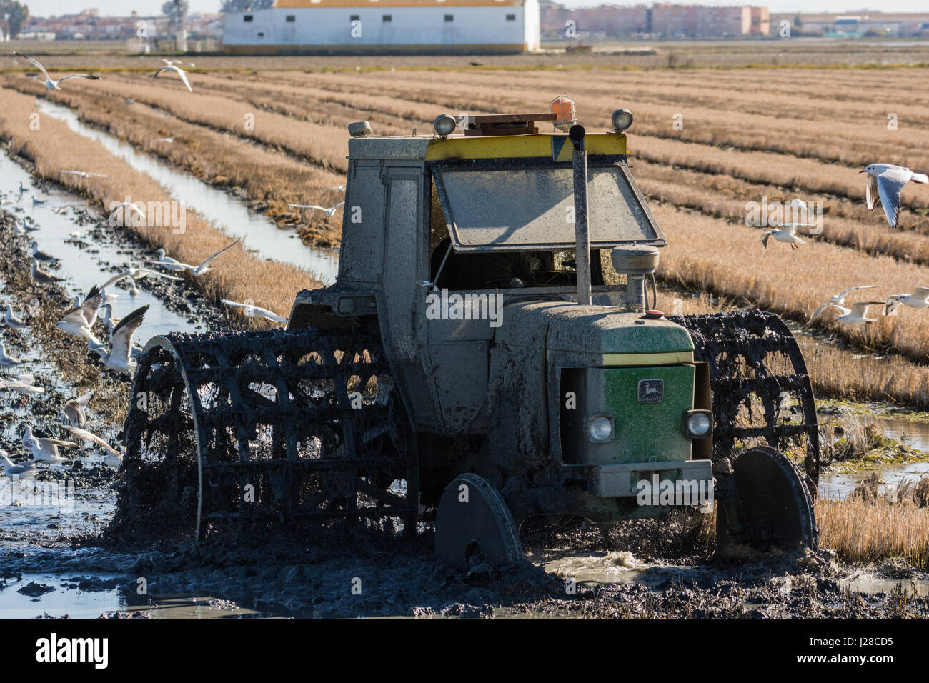 Il trattore nel campo di riso nel Delta del Fiume Ebro Foto Stock