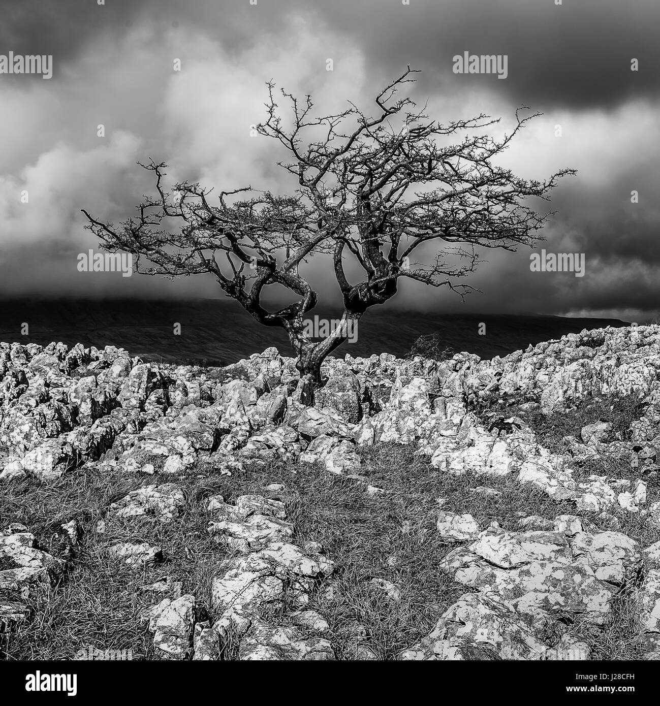 Pavimentazione di pietra calcarea e biancospino Lone Tree a Twisleton cicatrice, vicino Ingleton, Ribblesdale, Yorkshire Dales, REGNO UNITO Foto Stock