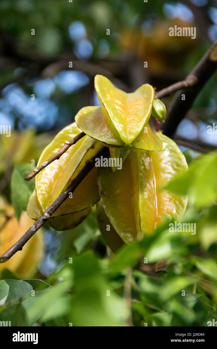 Star Fruit (o Carambola), frutto di Averrhoa carambola tree, crescere nella tropicale clima della Florida. Foto Stock