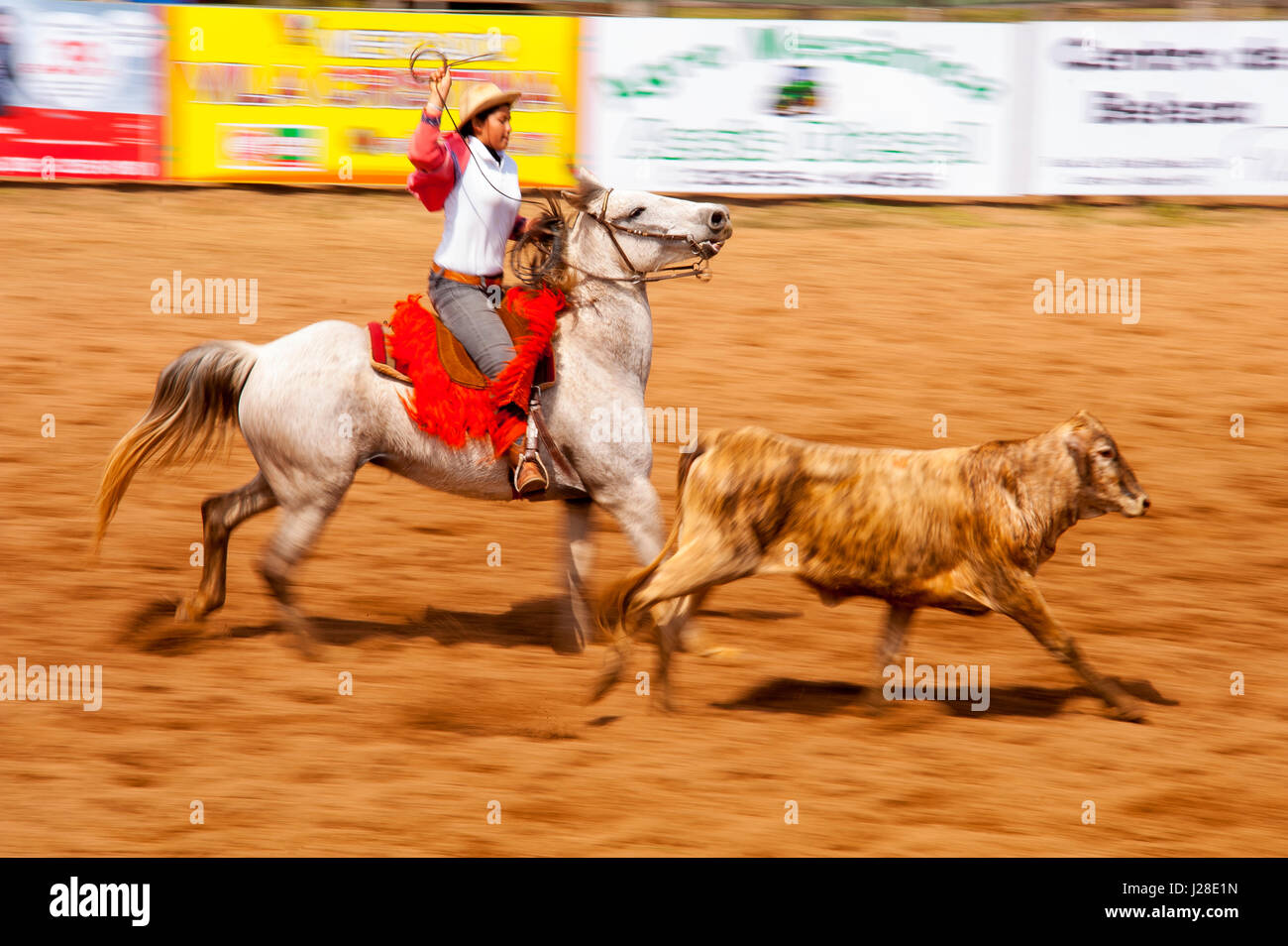 Il Rodeo è un passatempo molto diffuso nel Mato Grosso do Sul, Bonito, città del Brasile Foto Stock