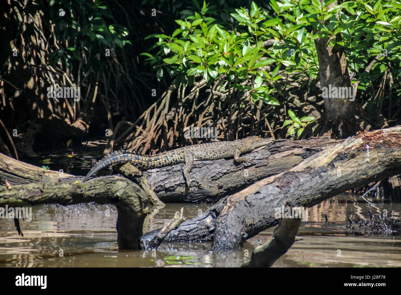 Sri Lanka, provincia occidentale, Kalutara, coccodrillo nel fiume Bentota Foto Stock