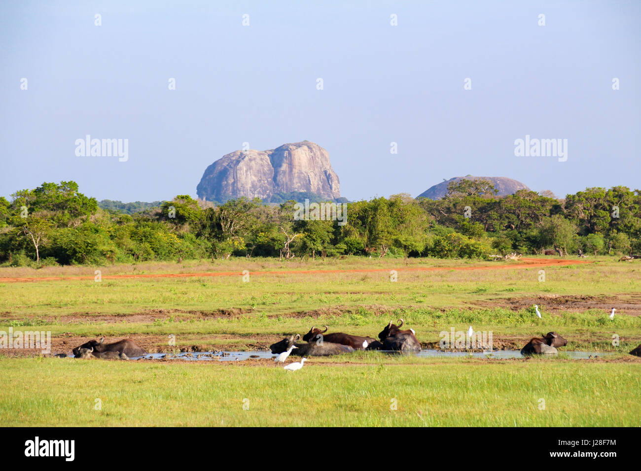 Sri Lanka, della Provincia Meridionale, Tissamaharama, Yala National Park, su safari tour con il bufalo d'acqua, sullo sfondo la roccia dell'Elefante Foto Stock Sri Lanka, della Provincia Meridionale, Tissamaharama, Yala National Park, su safari tour con il bufalo d'acqua, sullo sfondo la roccia dell'Elefante Foto Stock