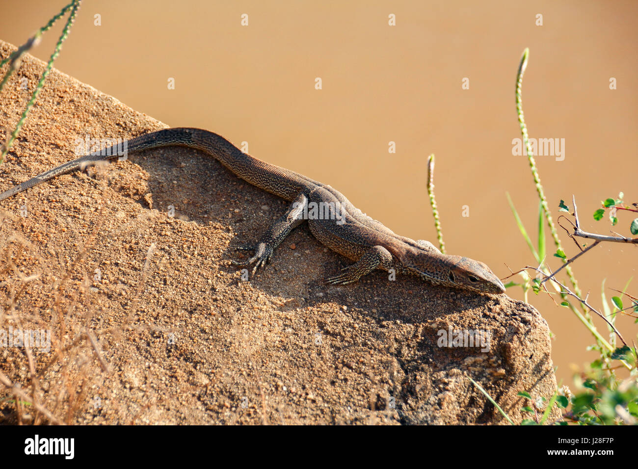 Sri Lanka, provincia sud, Tissamaharama, Yala National Park, Lizard Foto Stock