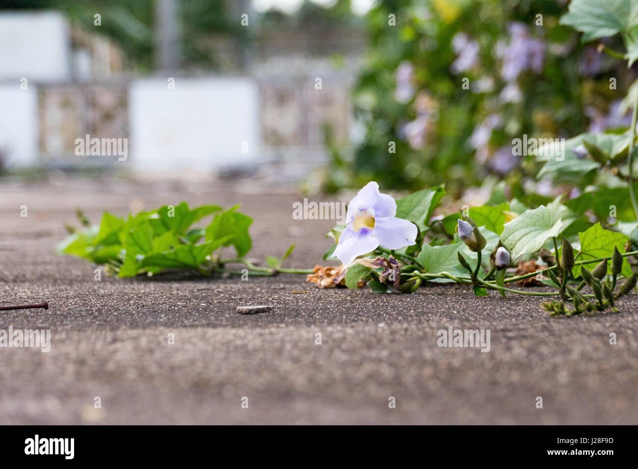 Giamaica, Oracabessa, natura riprende il suo habitat, fiori crescono da parete per la strada Foto Stock