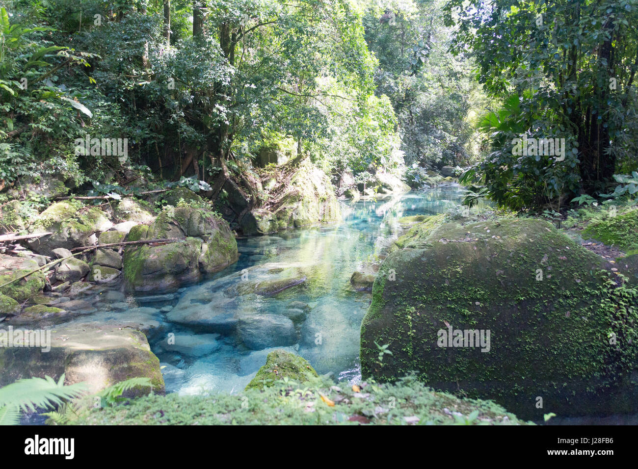 Giamaica, Port Antonio, nel cuore della giungla, acqua chiara nella giungla giamaicano Foto Stock