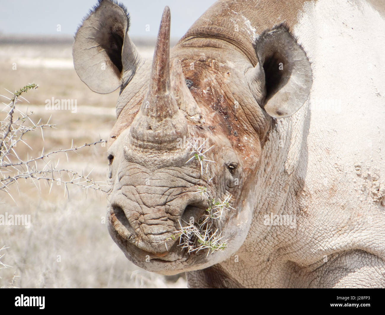 La Namibia, Oshikoto, il Parco Nazionale di Etosha, cinque grandi - il rinoceronte nero Foto Stock