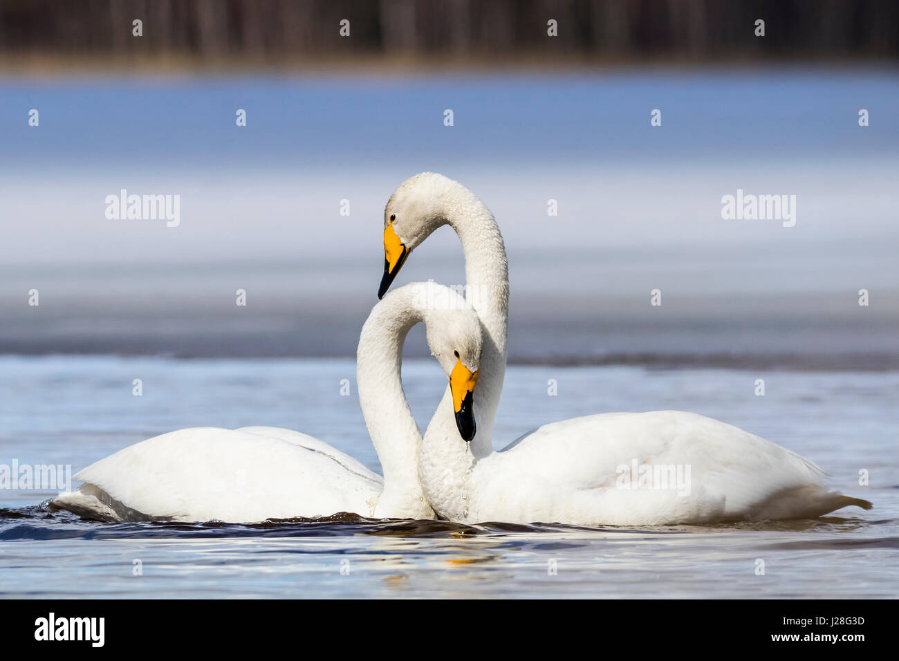 Cigno selvatico Foto Stock