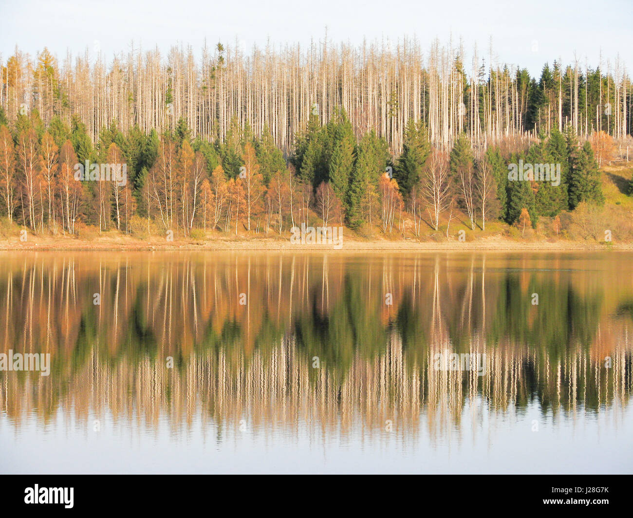 Germania, Bassa Sassonia, Harz, Herbstwald è riflessa nel lago Eckertalsperre nel Harz Foto Stock