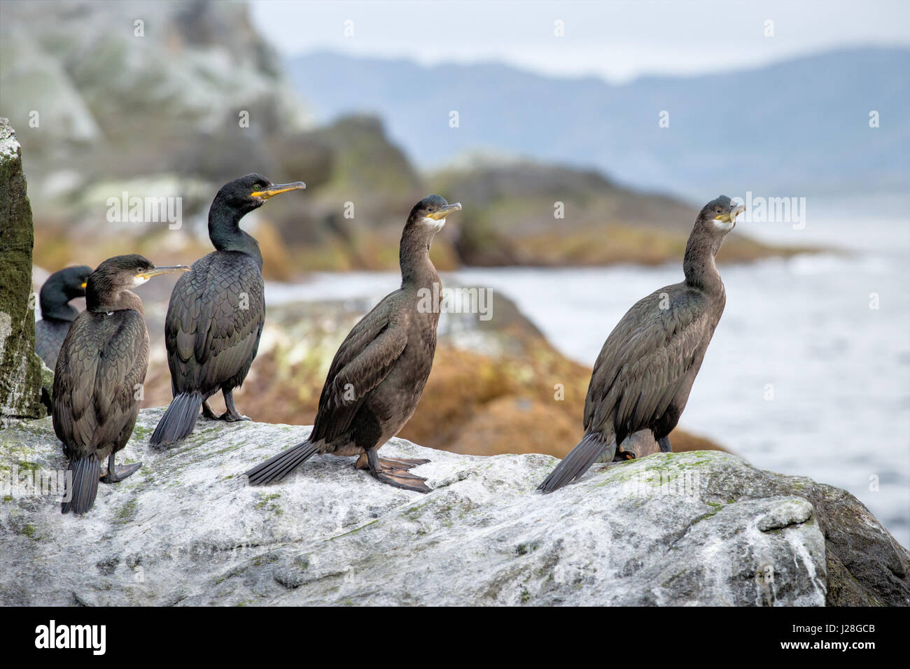 Norvegia, Finnmark, Nordkapp, corvi in Stappan Riserva Naturale Foto Stock