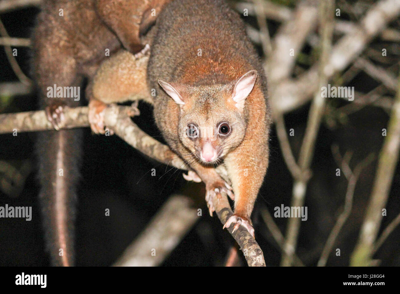 Australia, East Coast, Mackay, rotte River Lodge in Eungella National Park, Opossum Foto Stock