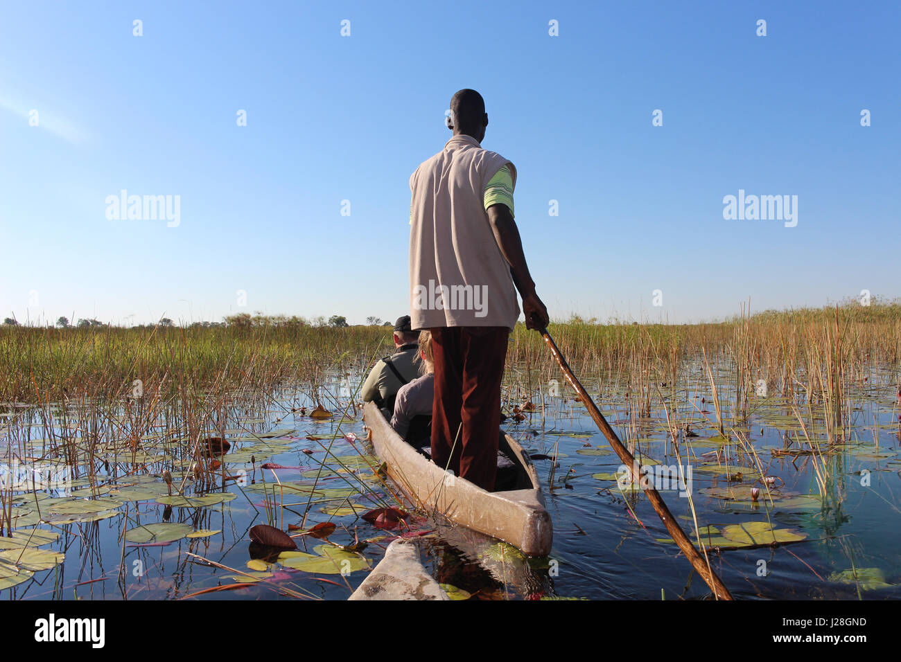 Il Botswana, Okavango Delta, Mokoro ride through cyperus papyrus, un Mokoro è un quattro metri lungo scavato in barca Foto Stock
