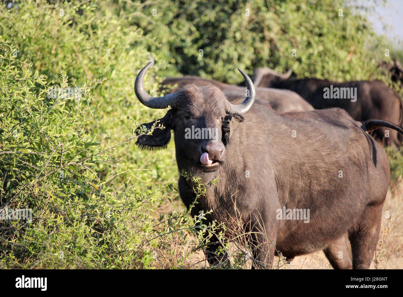 Il Botswana, Chobe National Park, Game Drive, Safari sul fiume Chobe, Buffalo leccare la sua bocca Foto Stock Il Botswana, Chobe National Park, Game Drive, Safari sul fiume Chobe, Buffalo leccare la sua bocca Foto Stock