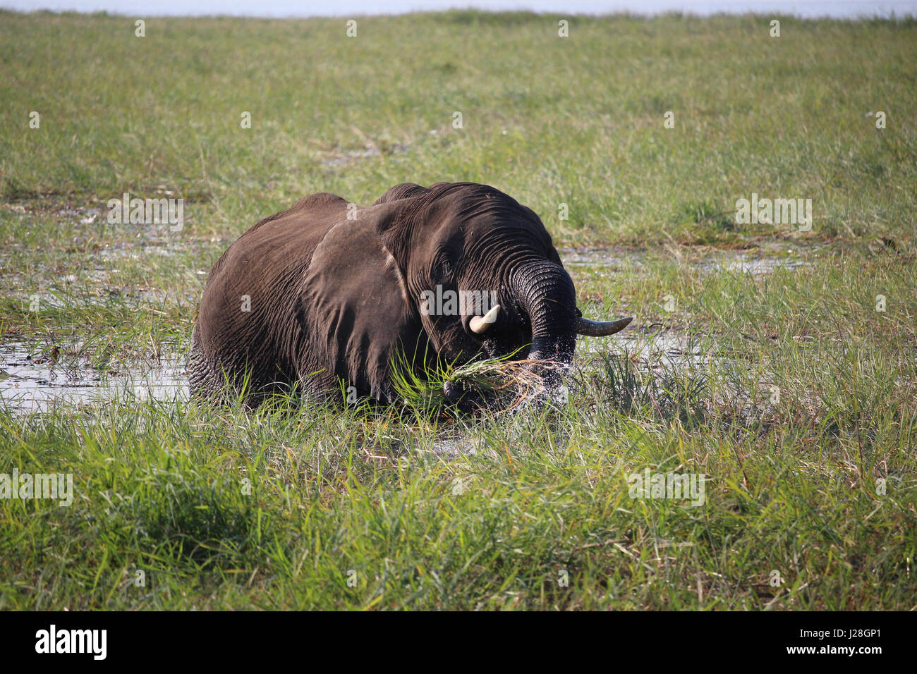 Il Botswana, Chobe National Park, Game Drive, Safari presso il fiume Chobe, mangiare elefante in acqua Foto Stock