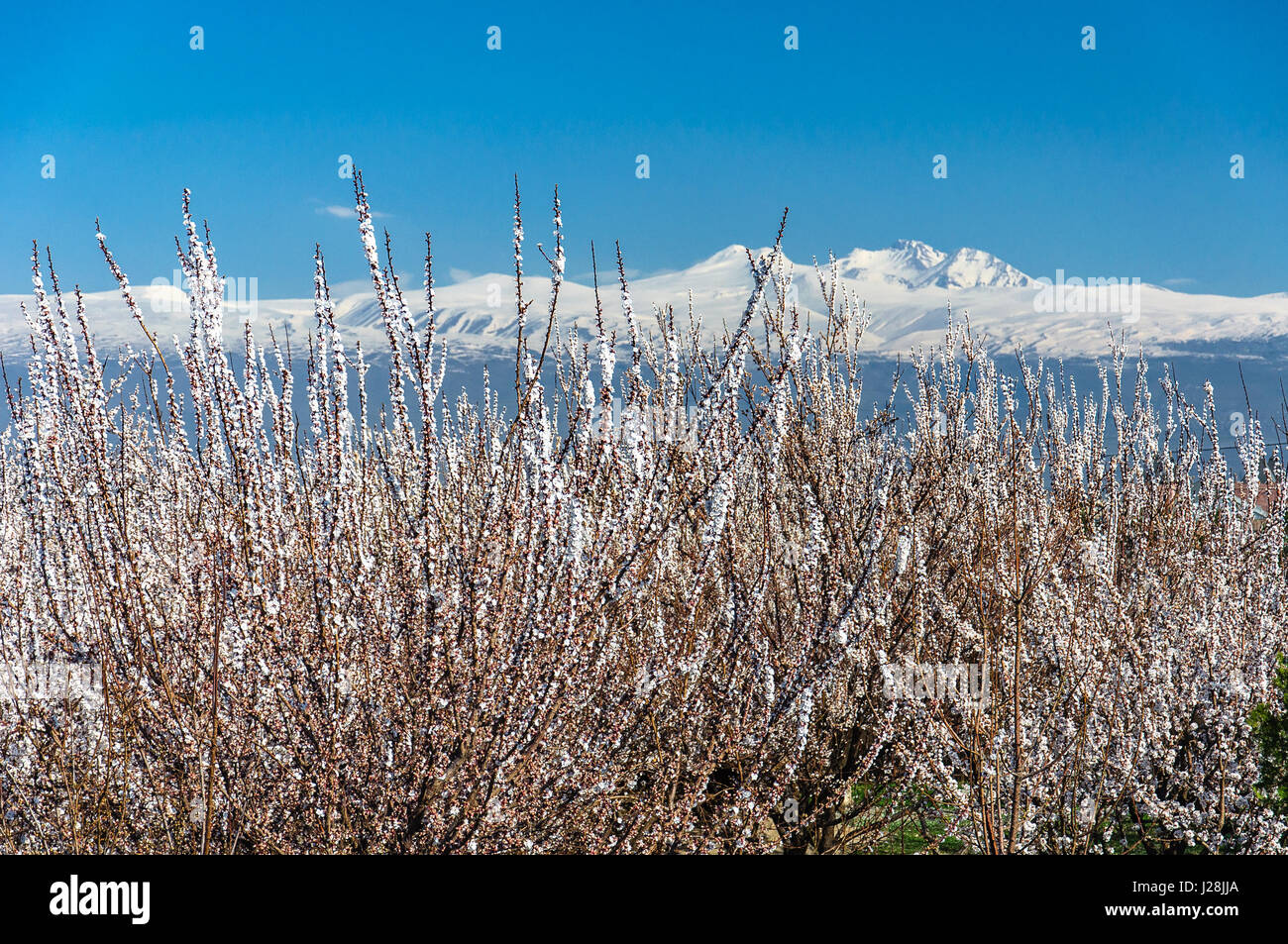 Armenia, provincia di Armavir, Vagharshapat, Pasqua di Echmiadzin, tree blossom Foto Stock