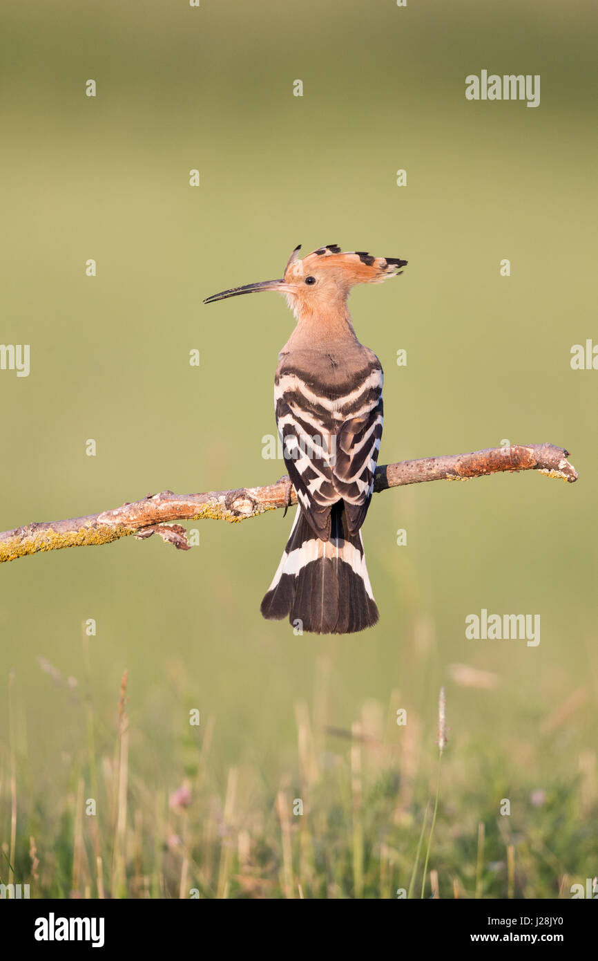 (Upupa epops Upapa) appollaiate su un ramoscello tenendo un Cricket Foto Stock