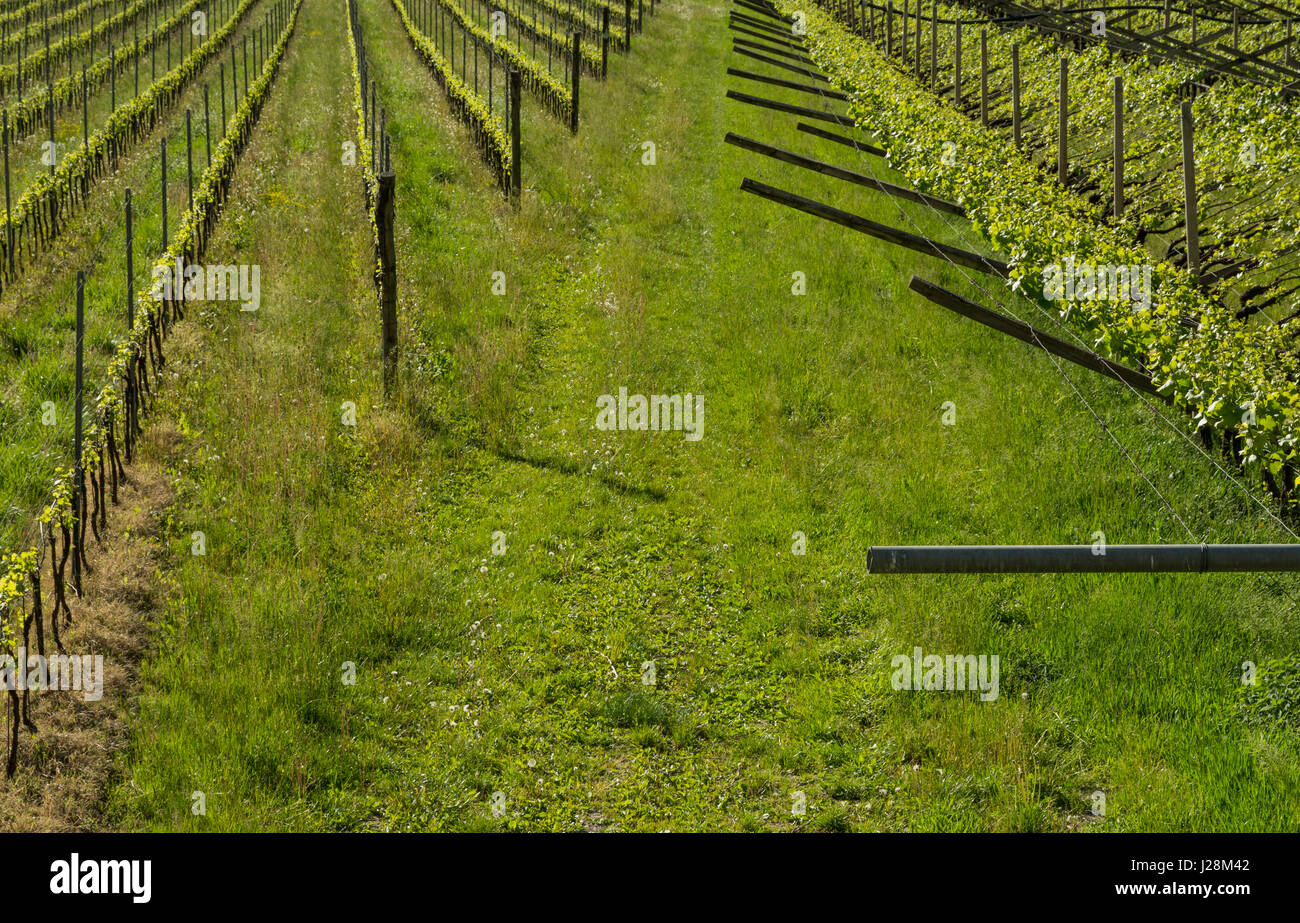 Il verde paesaggio di vigneti in primavera, i vigneti di righe Foto Stock Il verde paesaggio di vigneti in primavera, i vigneti di righe Foto Stock