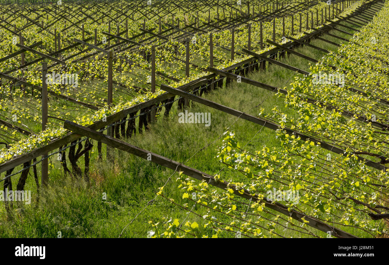 Il verde paesaggio di vigneti in primavera, i vigneti di righe Foto Stock Il verde paesaggio di vigneti in primavera, i vigneti di righe Foto Stock