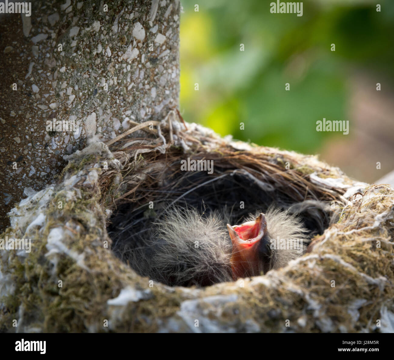 Turdus Merula uccelli. uccelli in nido su un albero. Nido di Blackbird comune con uccelli giovani Foto Stock