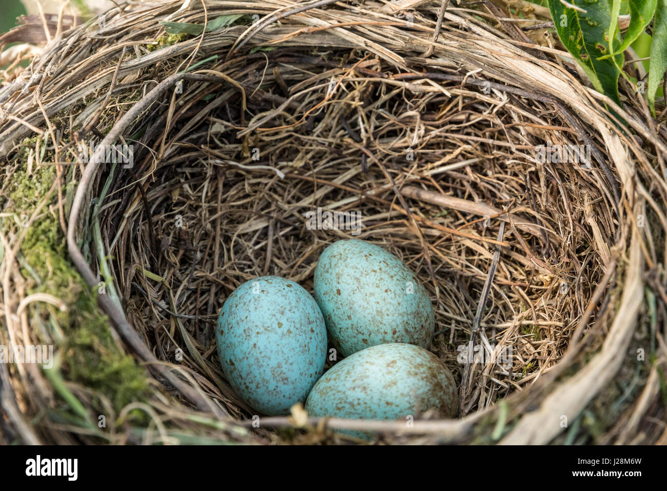 Nido comune di Blackbird con uova. Nido di Turdus merula Foto Stock