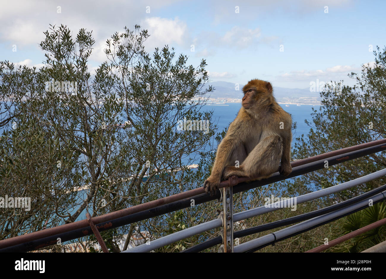 Gibilterra, roccia scimmia, una scimmia berbera si siede su una ringhiera e si affaccia al mare di Gibilterra, Foto Stock