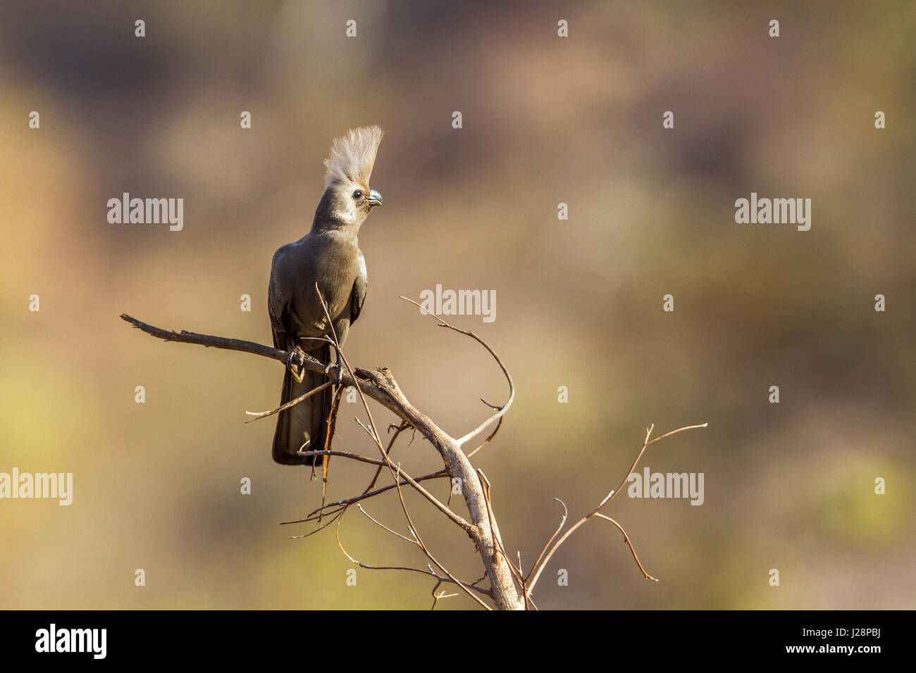 Grigio andare lontano di uccelli nel parco nazionale di Kruger, Sud Africa ; Specie Corythaixoides concolor famiglia dei Musophagidae Foto Stock