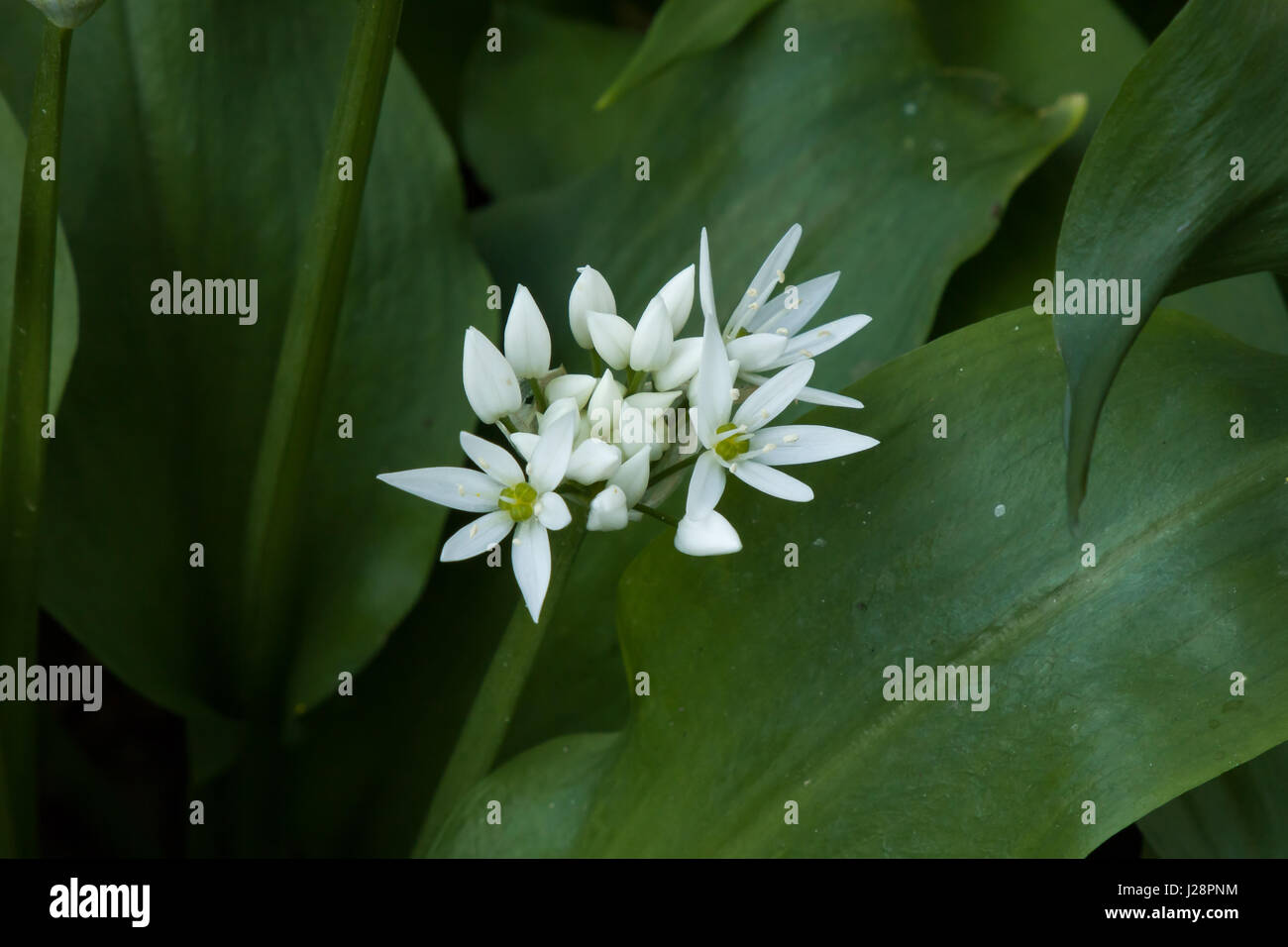 Bianco fiori e fogliame di ramsons o aglio selvatico cresce in campagna inglese Foto Stock