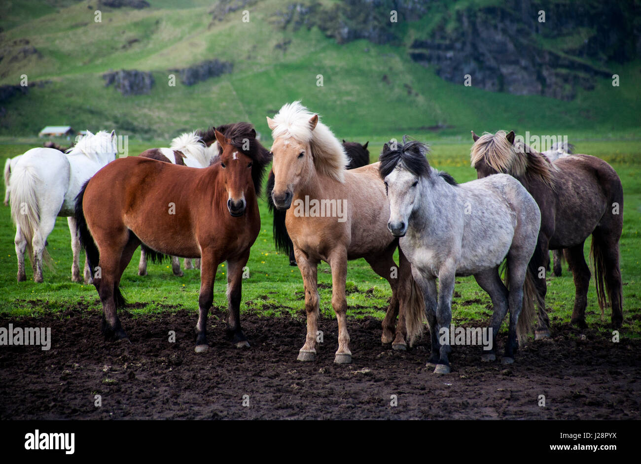 L'Islanda i cavalli sono noti per la loro UNUSAL COLORI E PER LA LORO LING MANES e code. Foto Stock