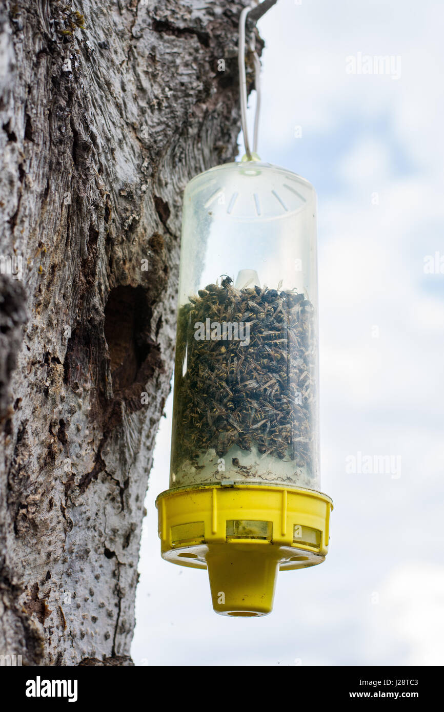 Bee trap piena di api morto appeso su un vecchio albero sul lato del lago di Coeur d'Alene Foto Stock