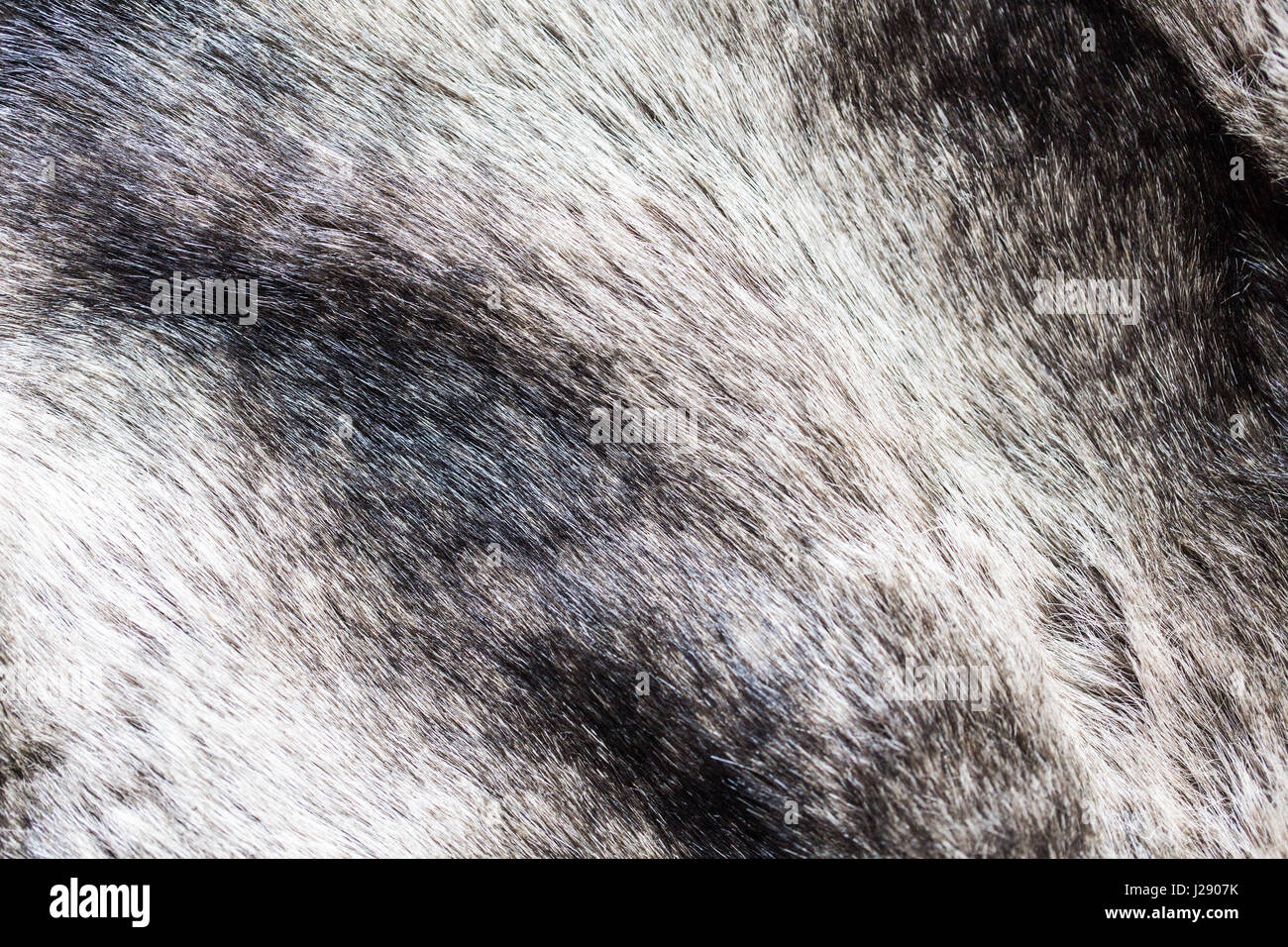 Close up di sfondo in pelliccia Foto Stock