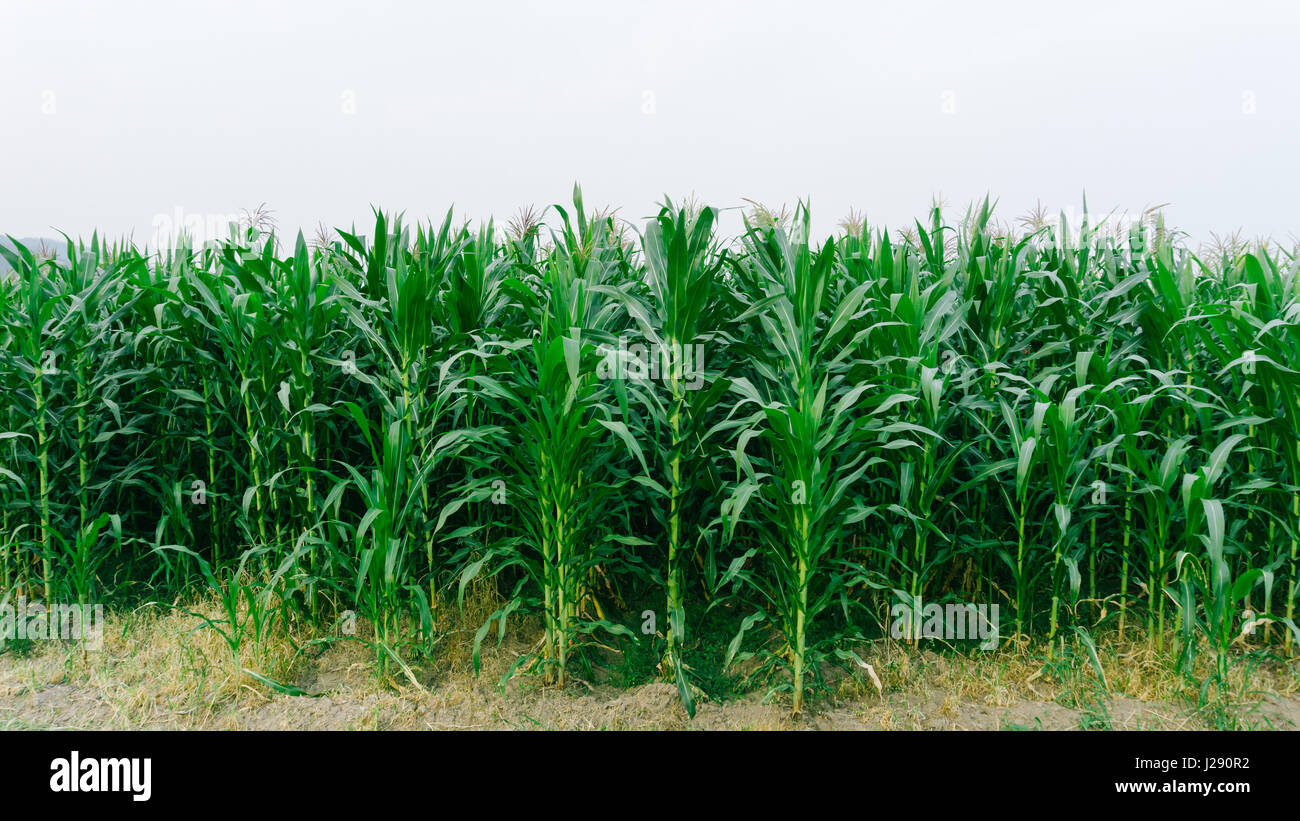 Il mais verde paesaggio di campi esterni cornfields in background. Foto Stock