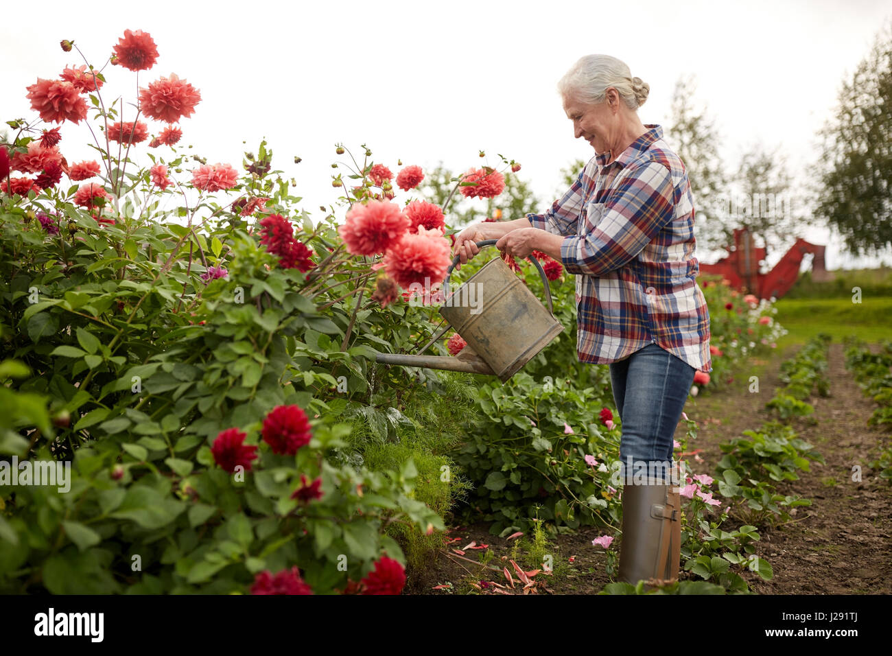 Senior donna fiori di irrigazione al giardino estivo Foto Stock