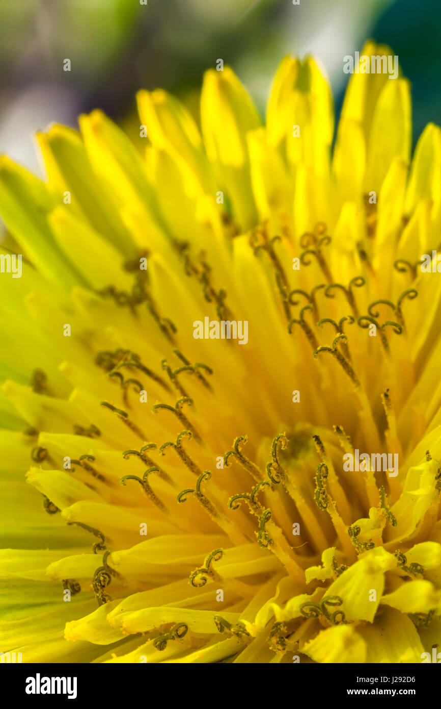 Bellezza giallo fiore di tarassaco .close up Foto Stock