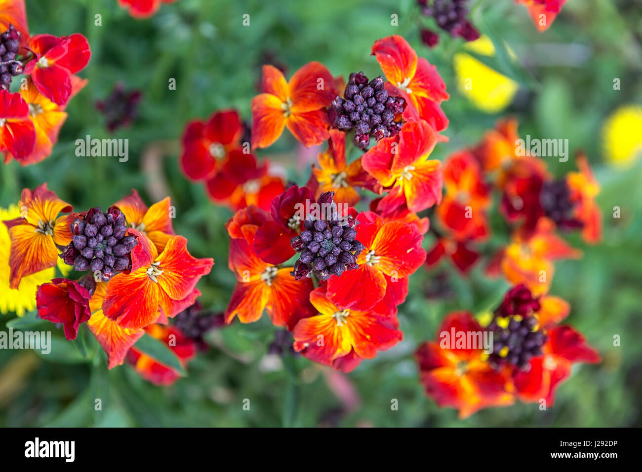 I coloratissimi fiori di primavera di Erysimum cheiri (Cheiranthus) noto anche come la violaciocca. Foto Stock