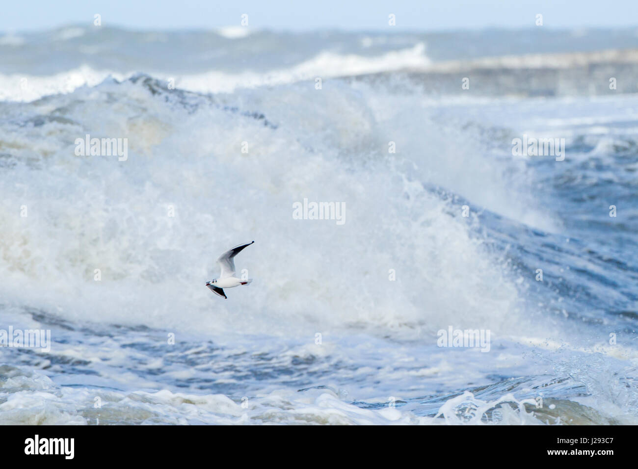 A testa nera gabbiano adulto   battenti nella parte anteriore di un'onda inverno   Aberystwyth, Wales, Regno Unito Foto Stock