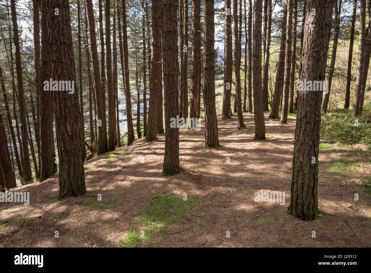 Alberi da bosco a Binn verde accanto a pietra Colomba serbatoio vicino Greenfield, Greater Manchester, Inghilterra Foto Stock