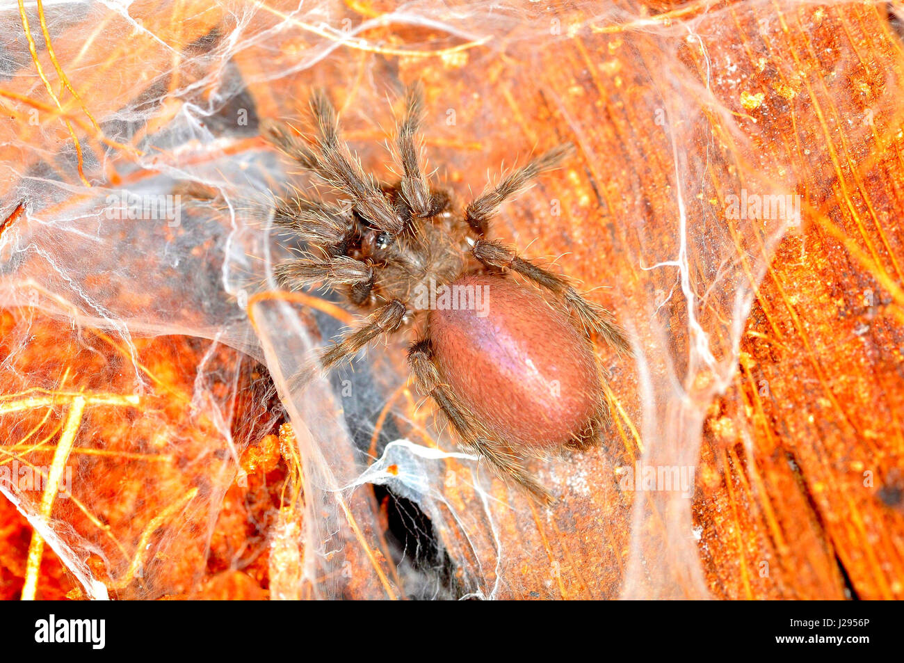 Queensland fischio o spider di barking (Selenosmia crassipes) 1 cm Spiderling maschio 2.5cm Foto Stock