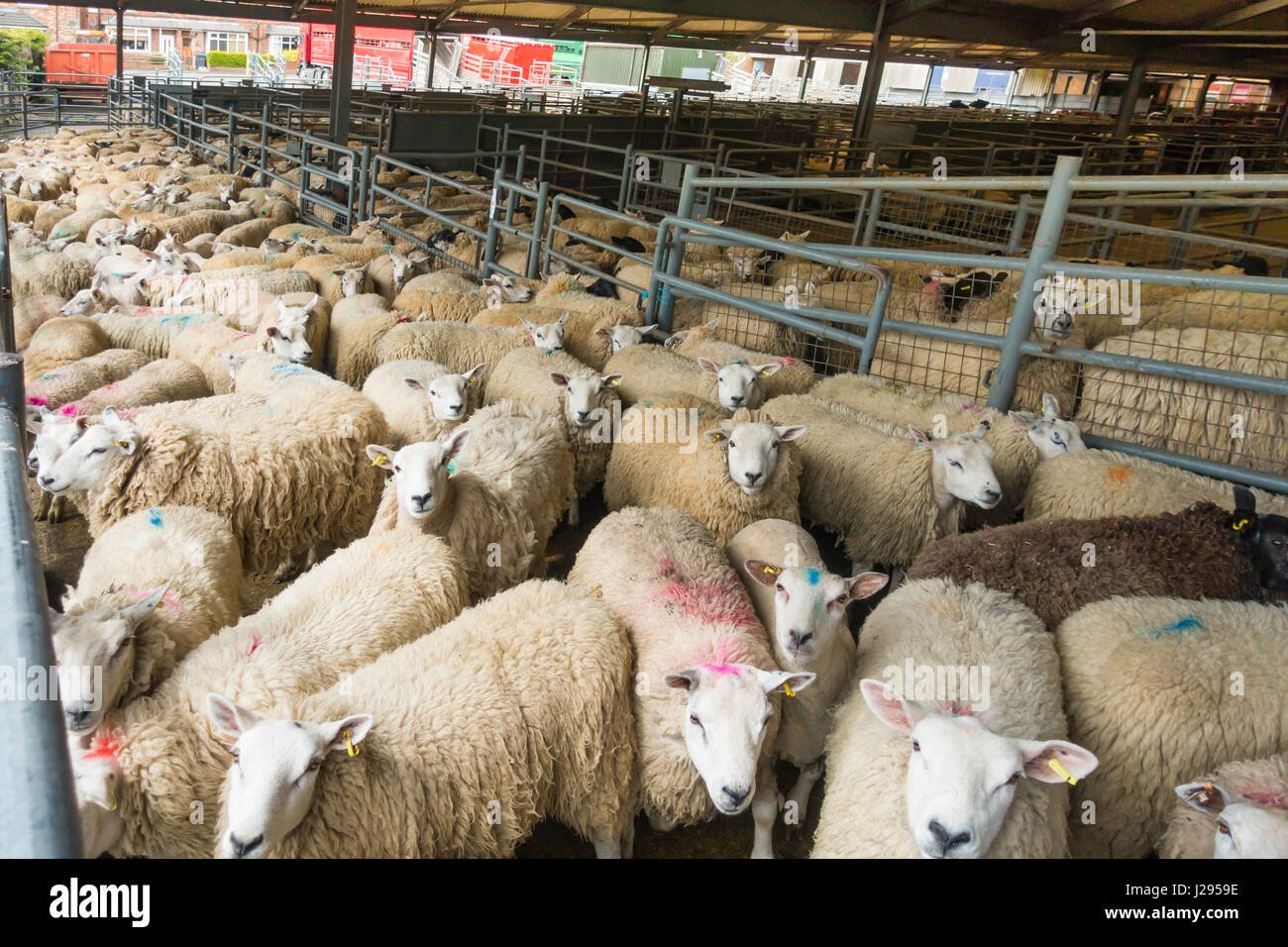 Pecore in una penna in attesa di vendita all'asta agricola mart northallerton North Yorkshire Regno Unito Foto Stock