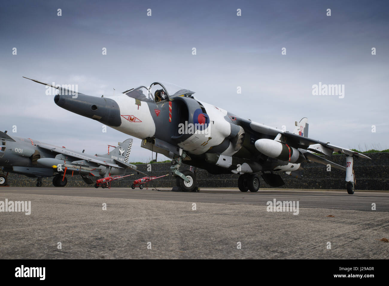 Harrier Foto Stock