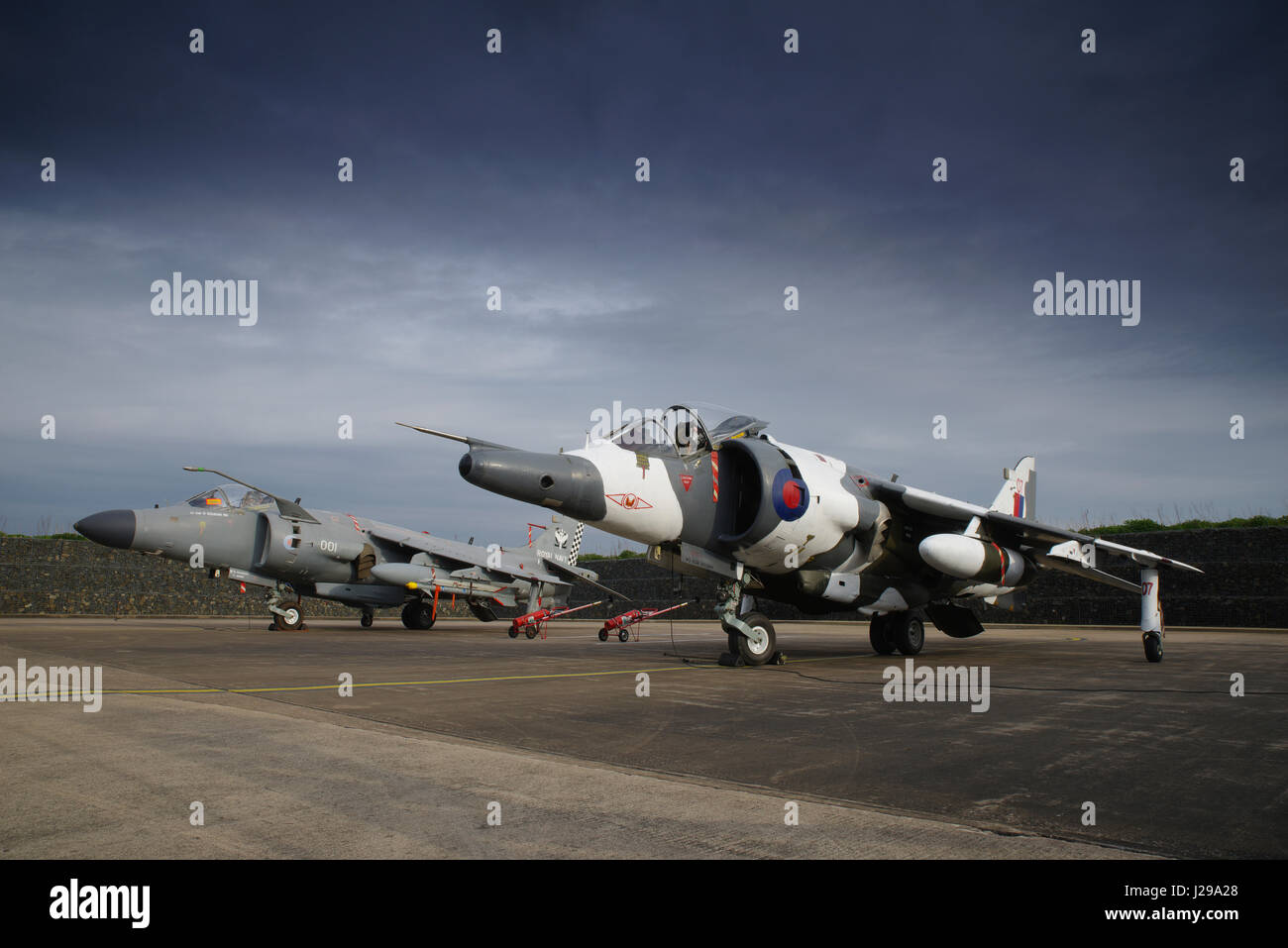 Harrier Foto Stock