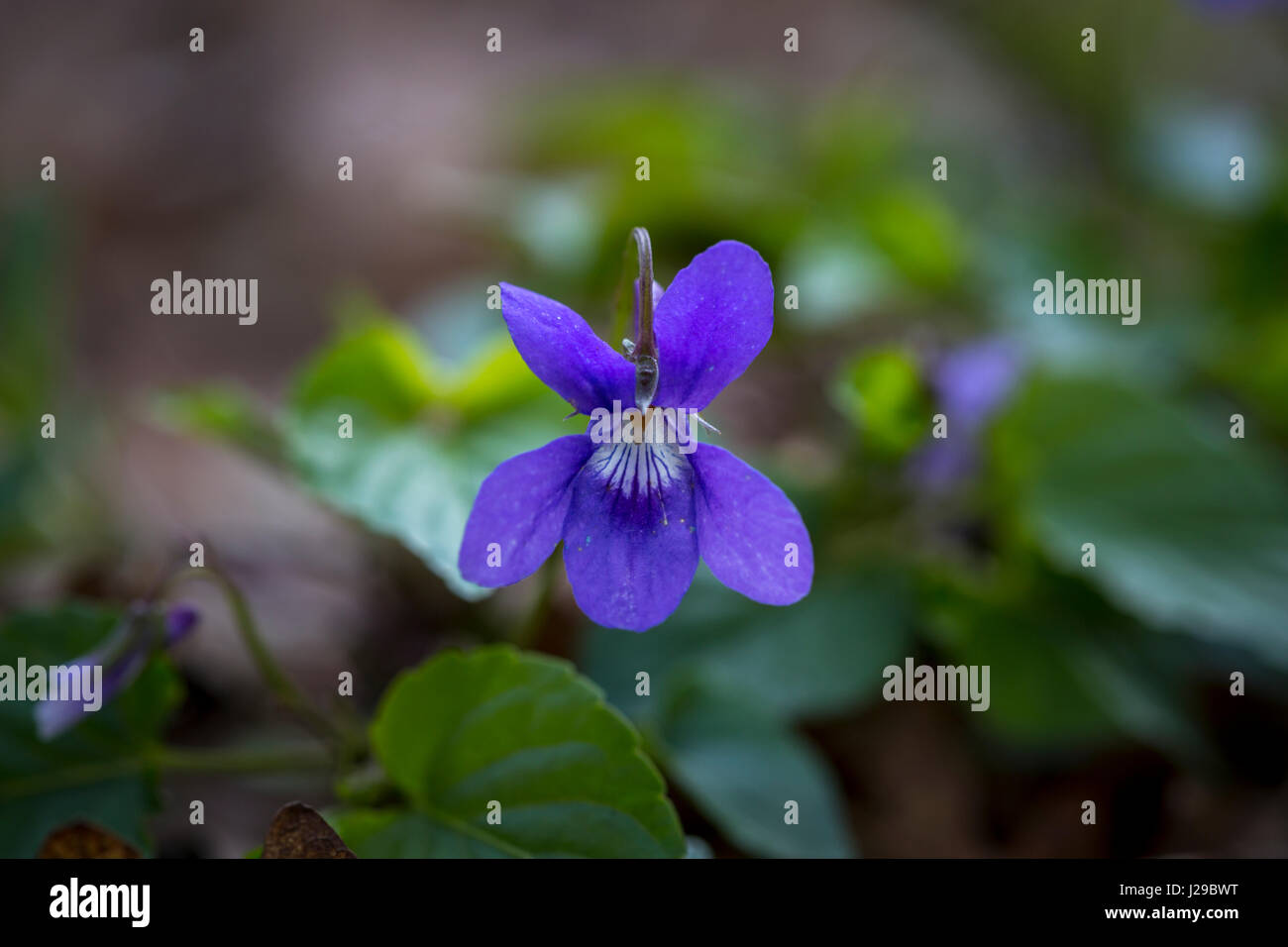La Violetta. Viola riviniana. Suffolk, Regno Unito. Foto Stock