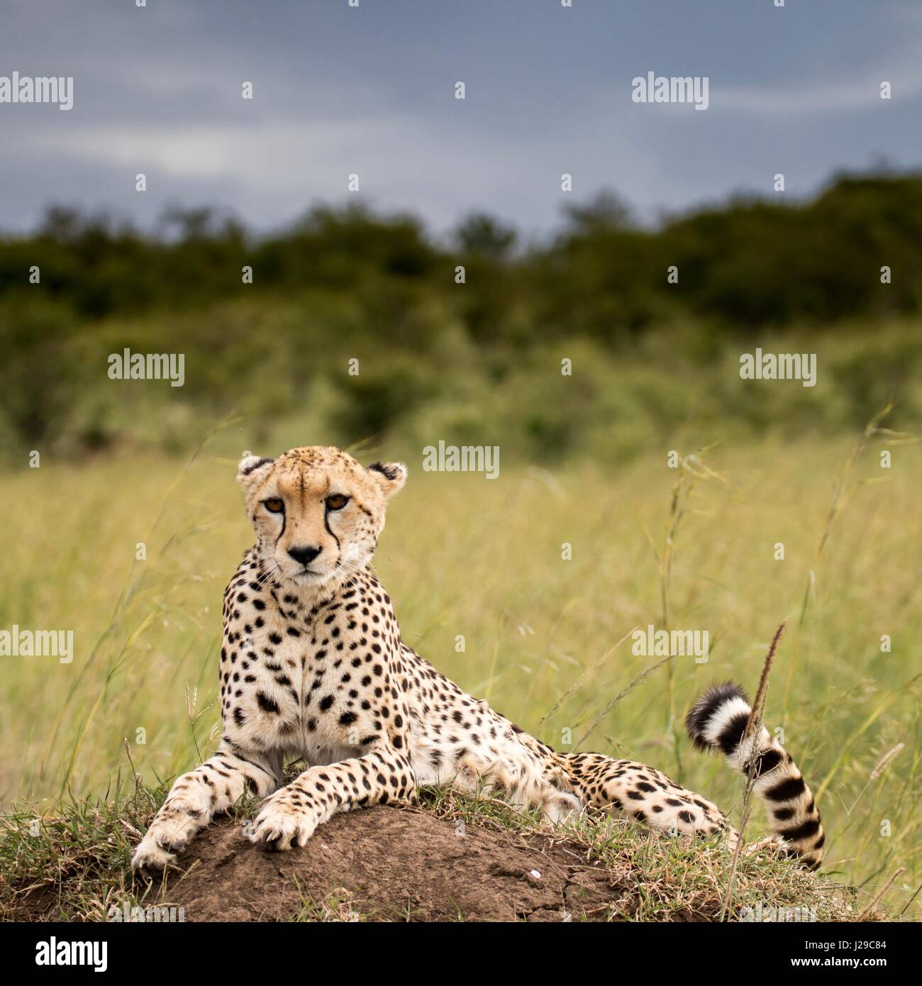 Splendida fauna africana Foto Stock