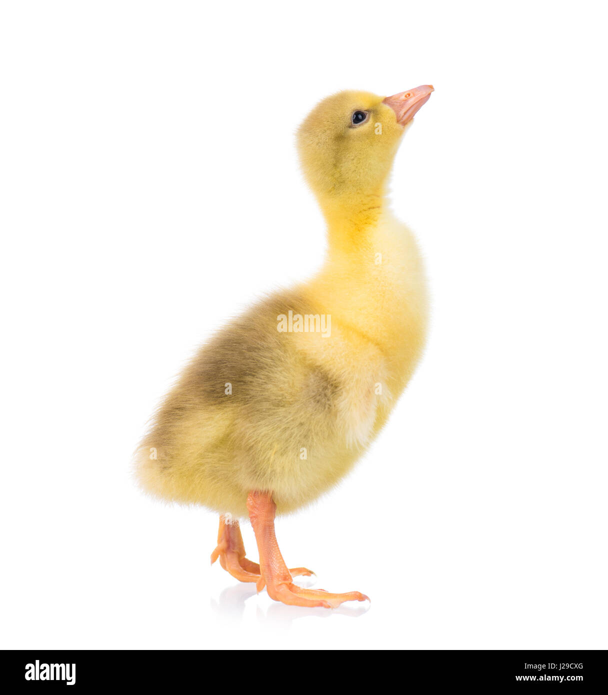 Carino piccolo gosling Foto Stock